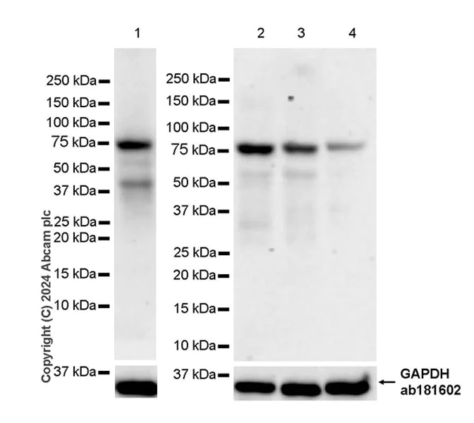 Western blot - Anti-Cyclin K antibody [EPR28514-24] - BSA and Azide free (AB316204)