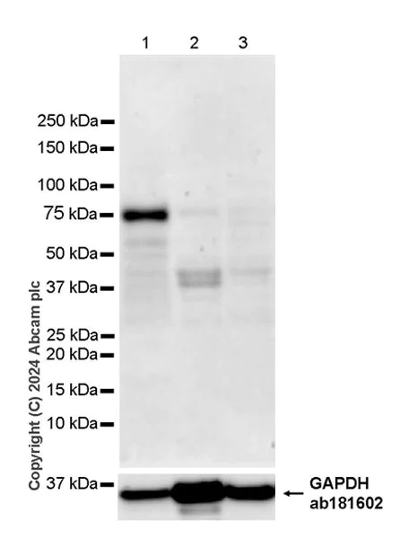 Western blot - Anti-Cyclin K antibody [EPR28514-24] - BSA and Azide free (AB316204)