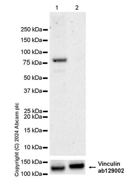Western blot - Anti-Cyclin K antibody [EPR28514-24] - BSA and Azide free (AB316204), expandable thumbnail