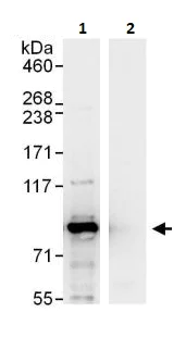 Immunoprecipitation - Anti-Cyclin T1 antibody (AB264325)
