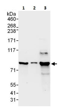 Western blot - Anti-Cyclin T1 antibody (AB264325)