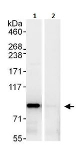 Immunoprecipitation - Anti-Cyclin T1 antibody (AB264326)