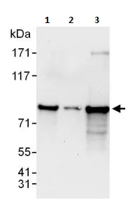 Western blot - Anti-Cyclin T1 antibody (AB264326)