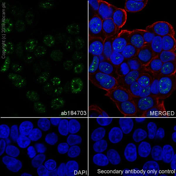 Immunocytochemistry/ Immunofluorescence - Anti-Cyclin T1 antibody [EPR17982] (AB184703)