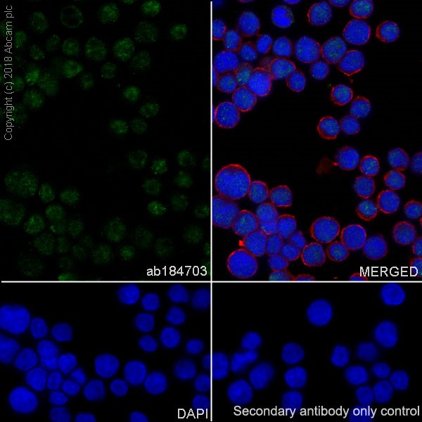 Immunocytochemistry/ Immunofluorescence - Anti-Cyclin T1 antibody [EPR17982] (AB184703)