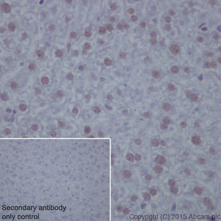 Immunohistochemistry (Formalin/PFA-fixed paraffin-embedded sections) - Anti-Cyclin T1 antibody [EPR17982] - BSA and Azide free (AB238940)