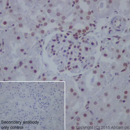 Immunohistochemistry (Formalin/PFA-fixed paraffin-embedded sections) - Anti-Cyclin T1 antibody [EPR17982] - BSA and Azide free (AB238940)