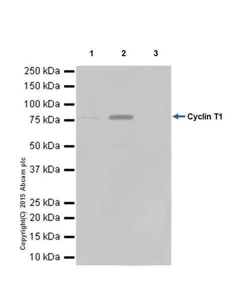 Immunoprecipitation - Anti-Cyclin T1 antibody [EPR17982] - BSA and Azide free (AB238940)