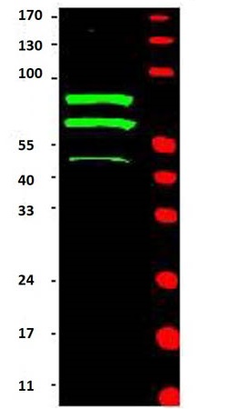 Western blot - Anti-Cyclin T2/CCNT2 antibody (AB34912)
