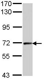 Western blot - Anti-Cyclin T2/CCNT2 antibody (AB96133), expandable thumbnail