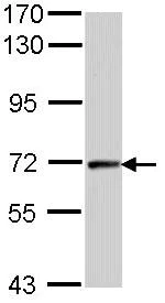 Western blot - Anti-Cyclin T2/CCNT2 antibody (AB96133)