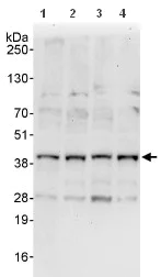 Western blot - Anti-Cyclin Y antibody (AB114086)