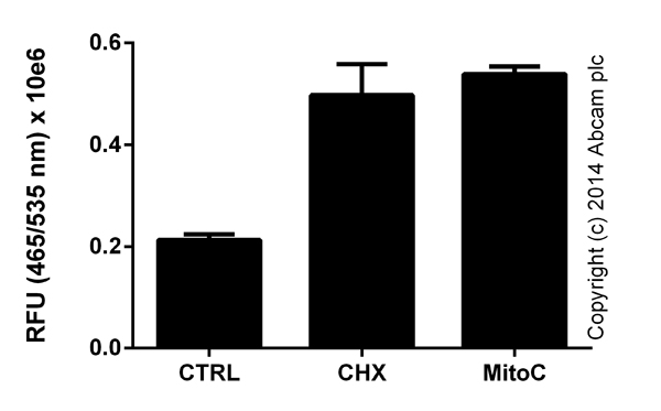Cycloheximide, Protein synthesis inhibitor