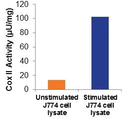 Functional Studies - Cyclooxygenase (COX) Activity Assay Kit (Fluorometric) (AB204699)