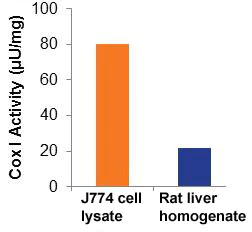 Functional Studies - Cyclooxygenase (COX) Activity Assay Kit (Fluorometric) (AB204699)