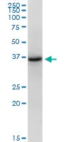 Western blot - Anti-Cyclophilin 40 antibody (AB167513)