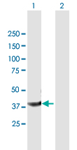 Western blot - Anti-Cyclophilin 40 antibody (AB167513), expandable thumbnail