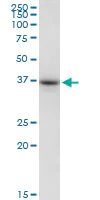 Western blot - Anti-Cyclophilin 40 antibody (AB167513)