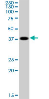 Western blot - Anti-Cyclophilin 40 antibody (AB167513), expandable thumbnail