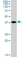Western blot - Anti-Cyclophilin 40 antibody (AB167513)