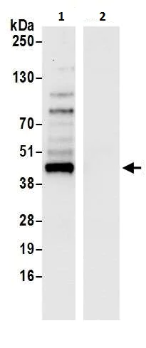 Immunoprecipitation - Anti-Cyclophilin 40 antibody (AB226415)