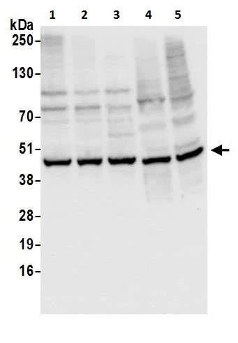 Western blot - Anti-Cyclophilin 40 antibody (AB226415)