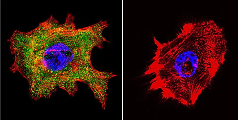 Immunocytochemistry/ Immunofluorescence - Anti-Cyclophilin 40 antibody (AB3562)