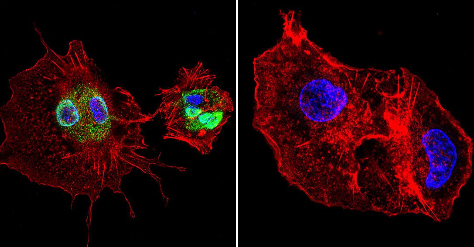 Immunocytochemistry/ Immunofluorescence - Anti-Cyclophilin 40 antibody (AB3562)