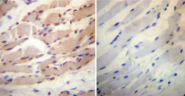 Immunohistochemistry (Formalin/PFA-fixed paraffin-embedded sections) - Anti-Cyclophilin 40 antibody (AB3562)