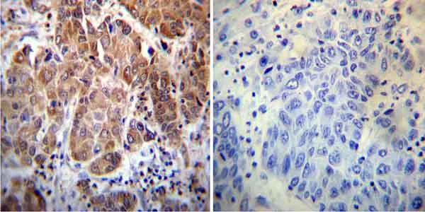 Immunohistochemistry (Formalin/PFA-fixed paraffin-embedded sections) - Anti-Cyclophilin 40 antibody (AB3562)