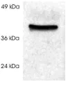 Western blot - Anti-Cyclophilin 40 antibody (AB3562)