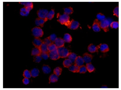 Immunocytochemistry/ Immunofluorescence - Anti-Cyclophilin 40 antibody [EPR14845(B)] (AB181983)