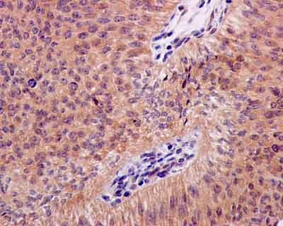 Immunohistochemistry (Formalin/PFA-fixed paraffin-embedded sections) - Anti-Cyclophilin 40 antibody [EPR14845(B)] (AB181983)