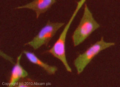 Immunocytochemistry/ Immunofluorescence - Anti-Cyclophilin A antibody [1F4-1B5] (AB58144)