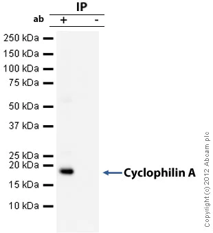 Immunoprecipitation - Anti-Cyclophilin A antibody [1F4-1B5] (AB58144)
