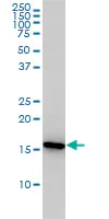 Western blot - Anti-Cyclophilin A antibody [1F4-1B5] (AB58144)
