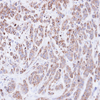 Immunohistochemistry (Formalin/PFA-fixed paraffin-embedded sections) - Anti-Cyclophilin A antibody (AB137684), expandable thumbnail