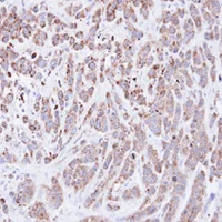 Immunohistochemistry (Formalin/PFA-fixed paraffin-embedded sections) - Anti-Cyclophilin A antibody (AB137684)