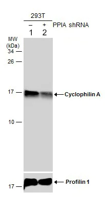Western blot - Anti-Cyclophilin A antibody (AB137684)