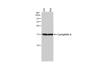 Western blot - Anti-Cyclophilin A antibody (AB137684)