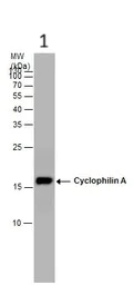 Western blot - Anti-Cyclophilin A antibody (AB137684)
