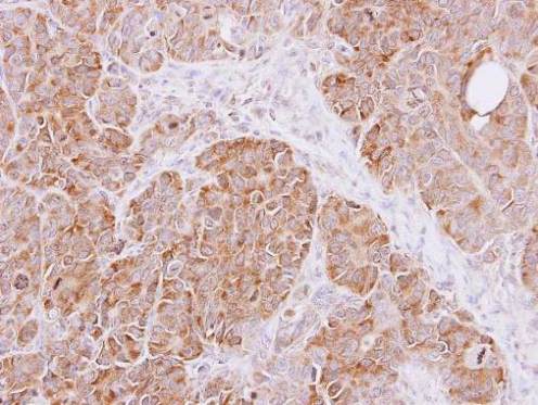 Immunohistochemistry (Formalin/PFA-fixed paraffin-embedded sections) - Anti-Cyclophilin A antibody (AB154388)