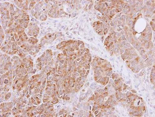 Immunohistochemistry (Formalin/PFA-fixed paraffin-embedded sections) - Anti-Cyclophilin A antibody (AB154388)