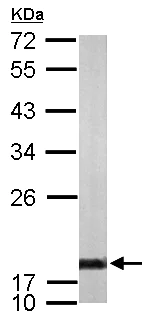 Western blot - Anti-Cyclophilin A antibody (AB154388)
