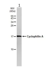 Western blot - Anti-Cyclophilin A antibody (AB154388)