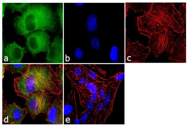 Immunocytochemistry/ Immunofluorescence - Anti-Cyclophilin A antibody (AB3563)