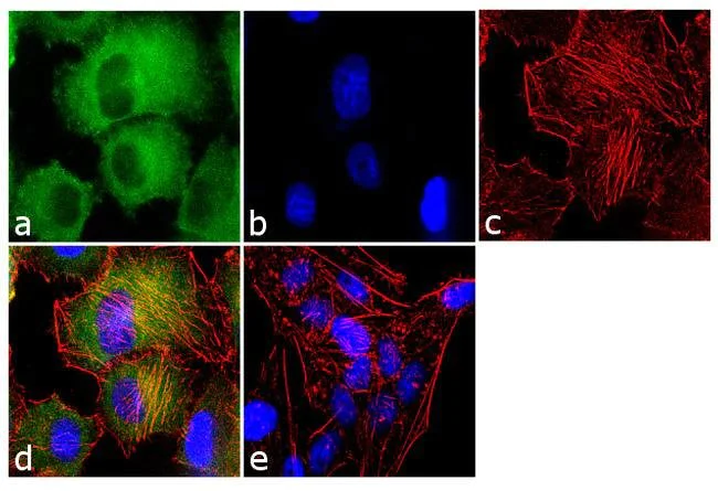 Immunocytochemistry/ Immunofluorescence - Anti-Cyclophilin A antibody (AB3563)