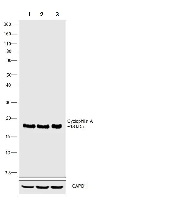 Western blot - Anti-Cyclophilin A antibody (AB3563)