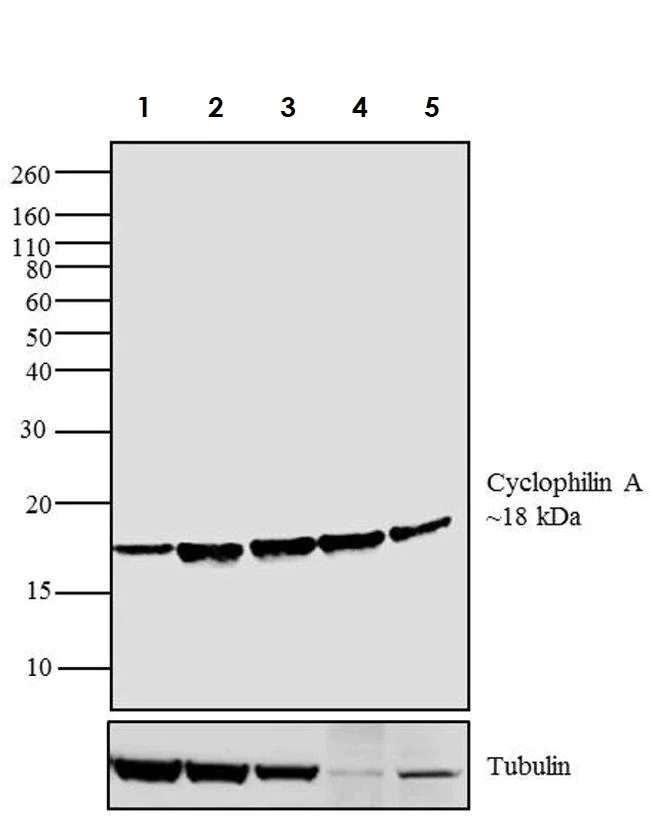 Western blot - Anti-Cyclophilin A antibody (AB3563)