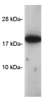 Western blot - Anti-Cyclophilin A antibody (AB3563)